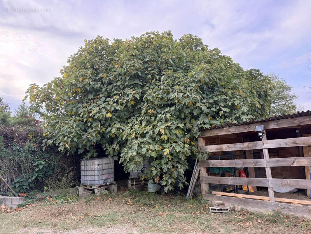 Maison à SAINT-JEAN-PLA-DE-CORTS