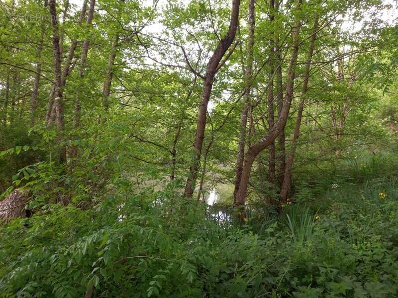 Terrain à COURTEMAUX