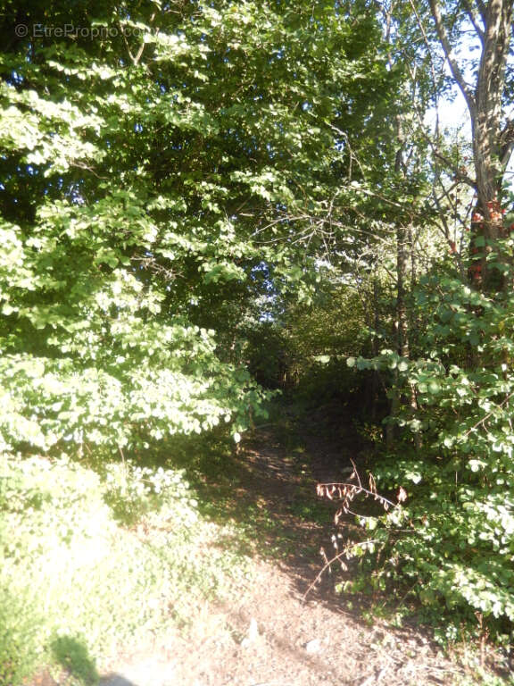 Terrain à SAINT-SYMPHORIEN-DE-MARMAGNE