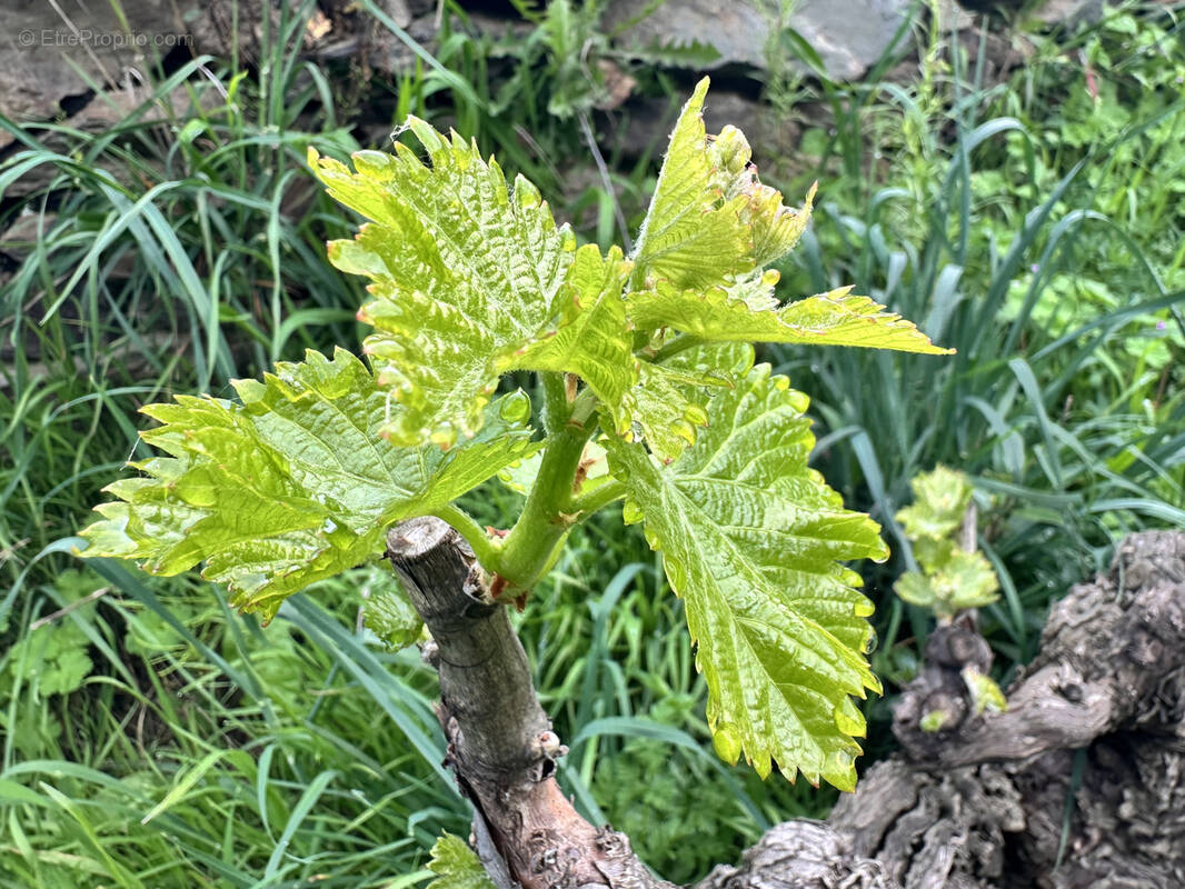 Terrain à PORT-VENDRES