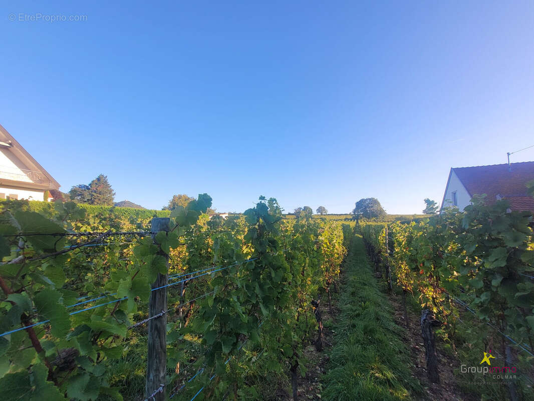 Terrain à OBERMORSCHWIHR
