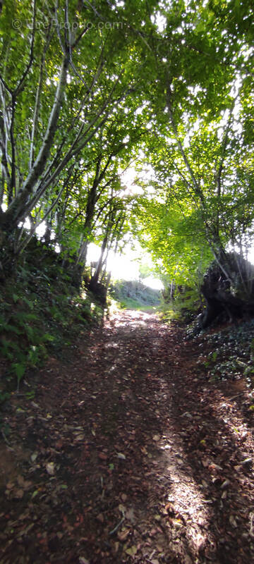 Maison à MONTFORT-EN-CHALOSSE