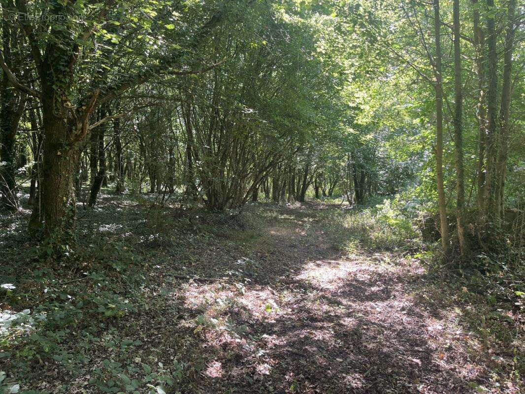 Exceptionnel domaine de loisirs boisé de 13,42 hectares dans le Perche - photo 3