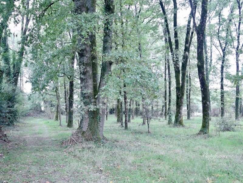 Maison à PUY-DE-SERRE