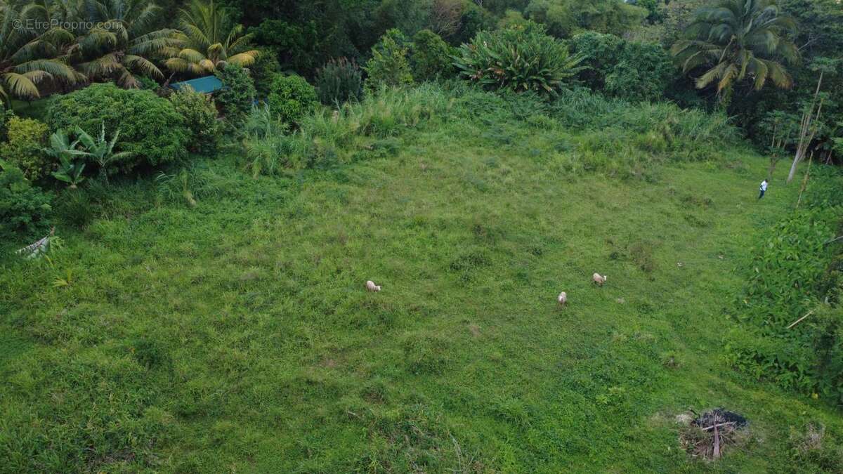 Terrain à LE MORNE-ROUGE
