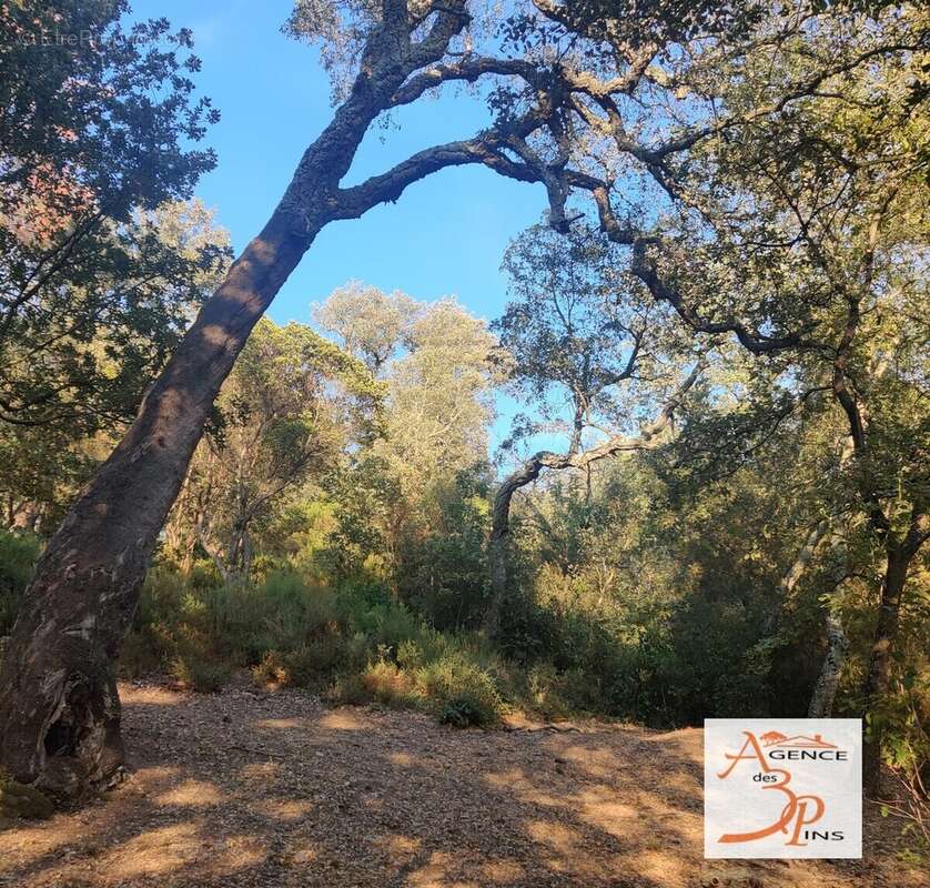 Terrain à COLLOBRIERES