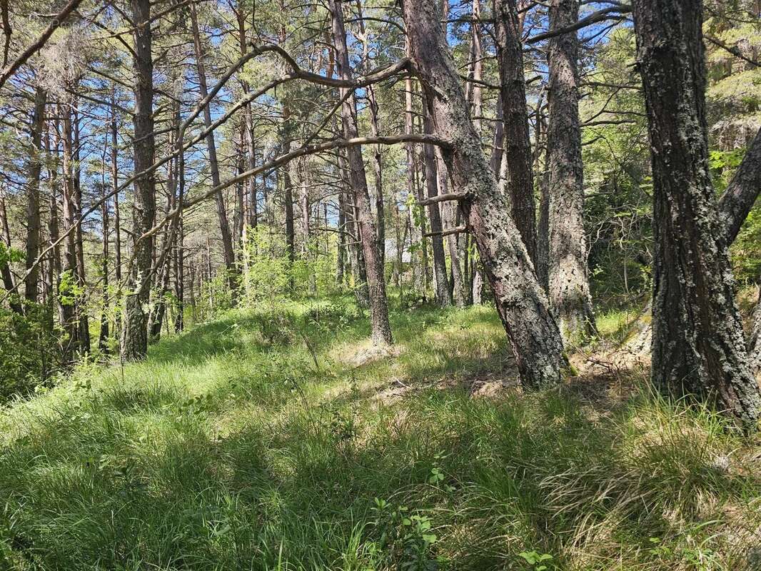 Terrain à CAILLE