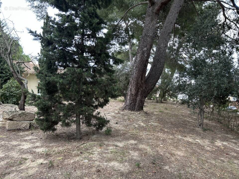 Terrain à BOUZIGUES