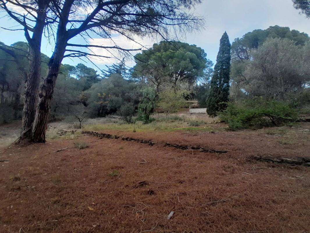 Propriété arborée avec vu panoramique sur la mer et la nature - photo 24