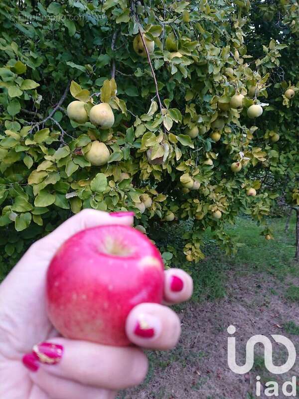 Photo 4 - Terrain à RIS-ORANGIS