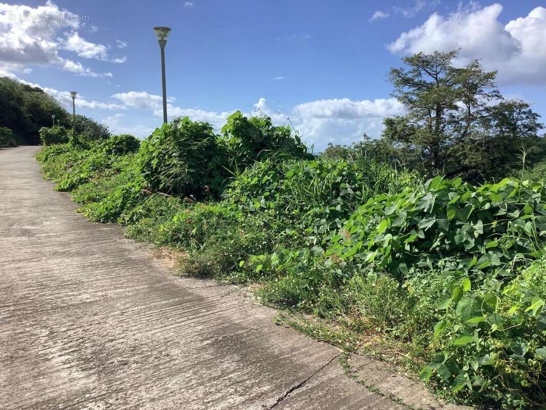 Photo 2 - Terrain à LE CARBET