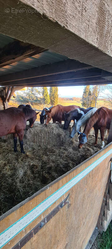 CINTEGABELLE- Fonds de commerce pension de chevaux et poney club - photo 6