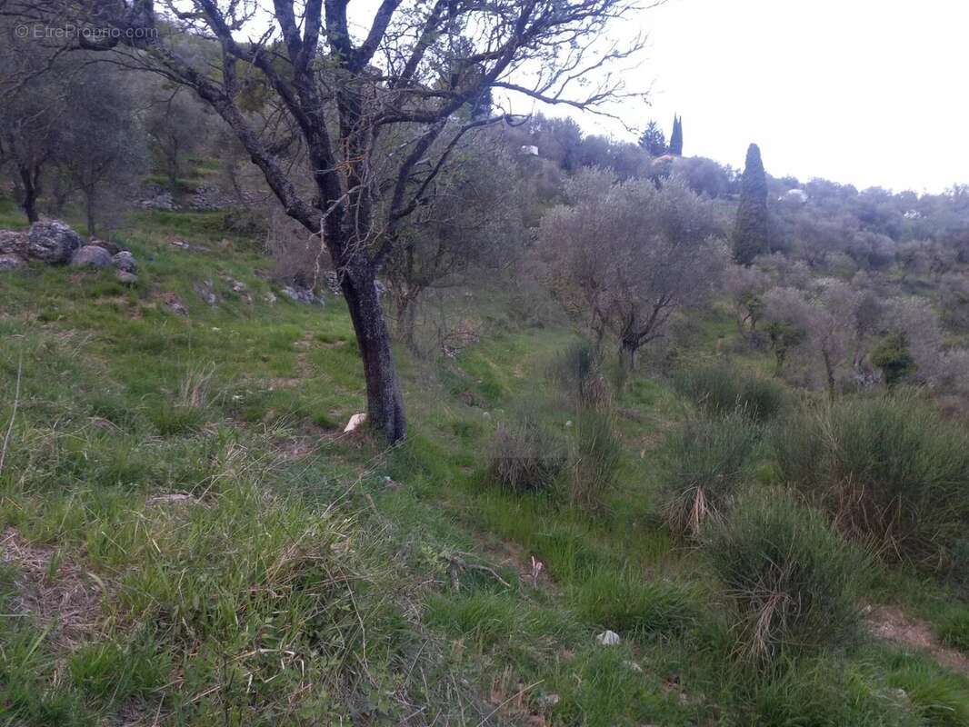Grand terrain d'agrément - photo 2