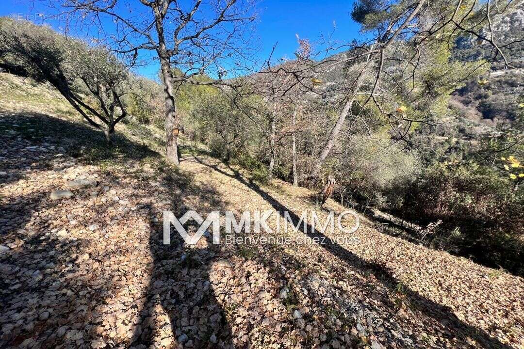 Terrain à CASTAGNIERS