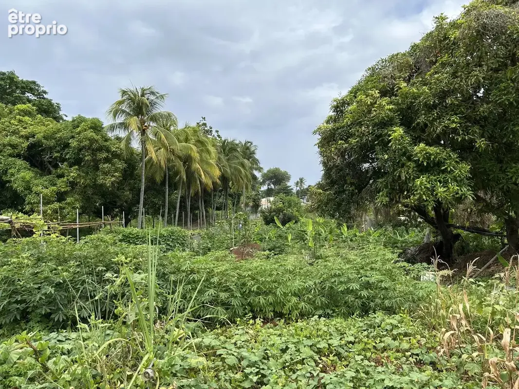 Exclusivité terrain constructible – 2 385 m² – changy, capesterre-belle-eau – guadeloupe - photo 4