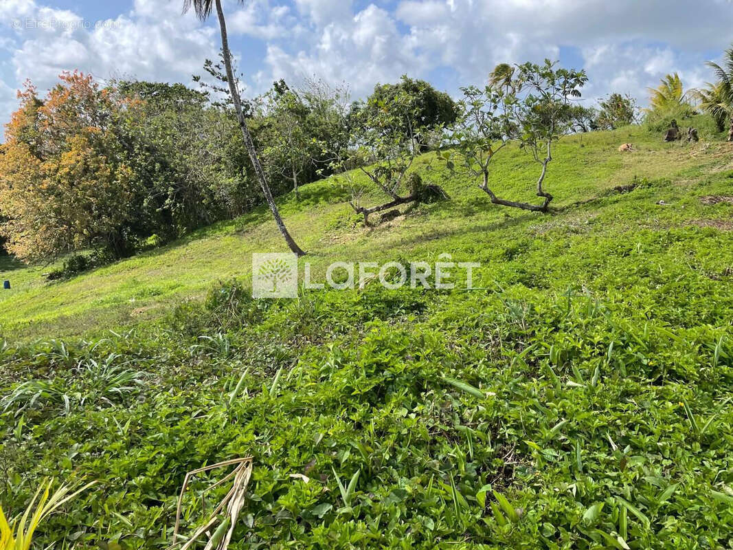 Terrain à SAINTE-LUCE