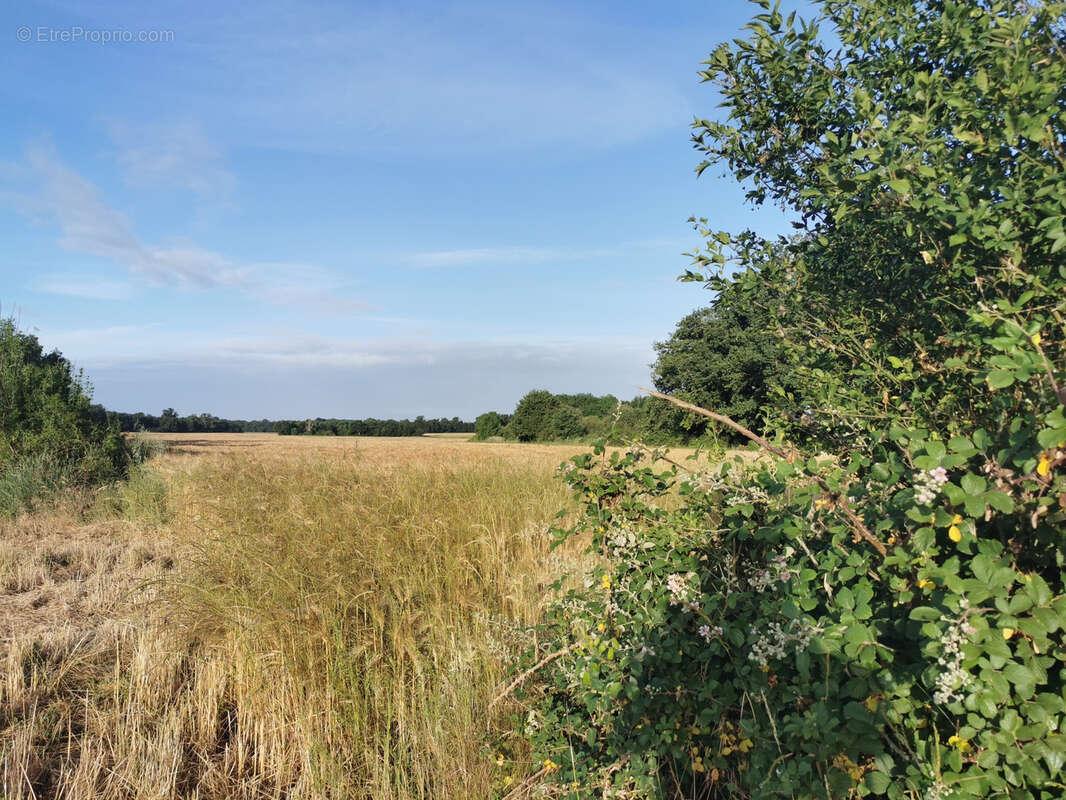 Terrain à SAINT-JULIEN-SUR-CHER