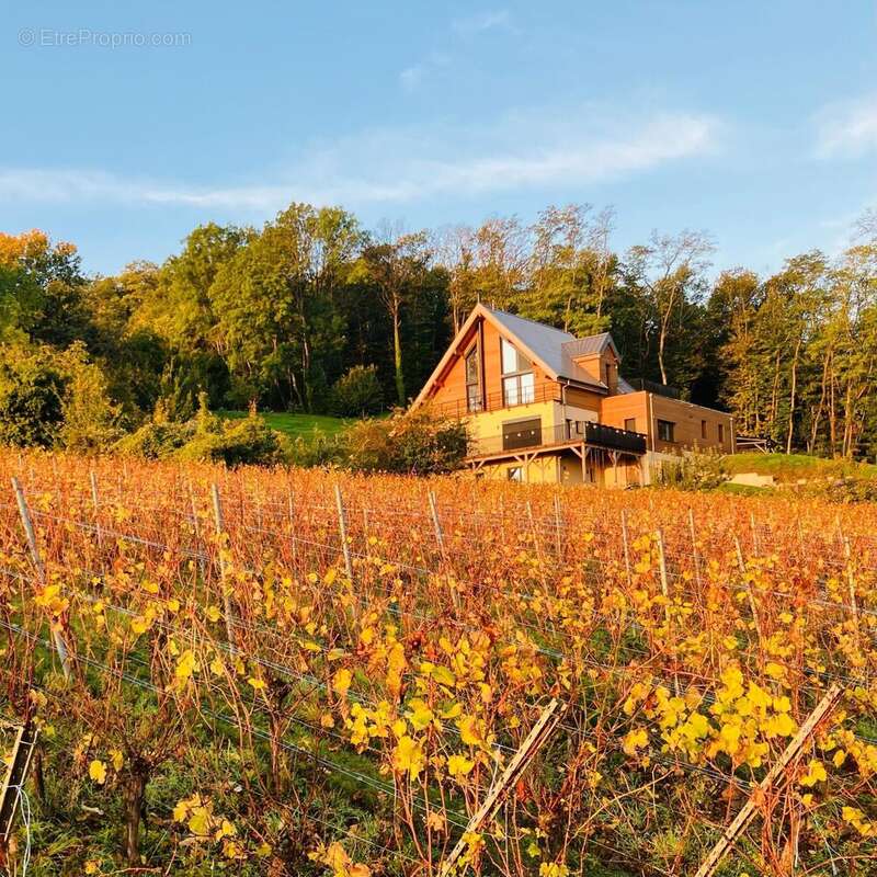 Photo 6 - Maison à RIBEAUVILLE
