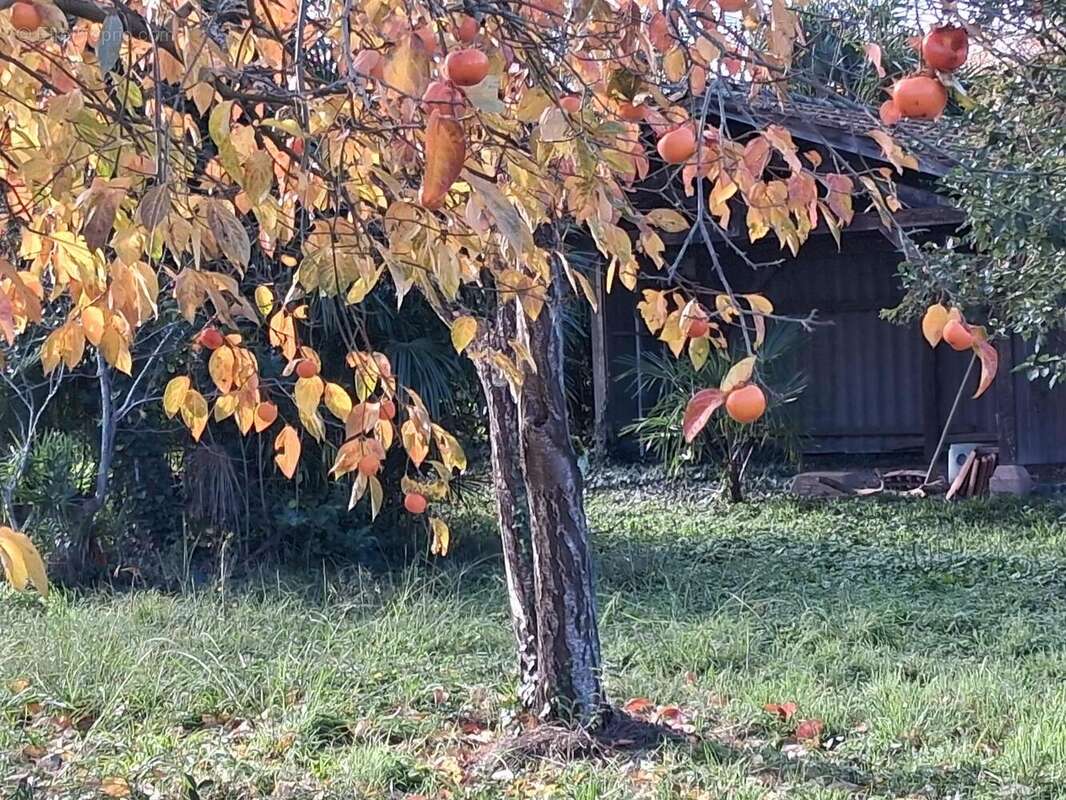 Photo 6 - Terrain à NOE