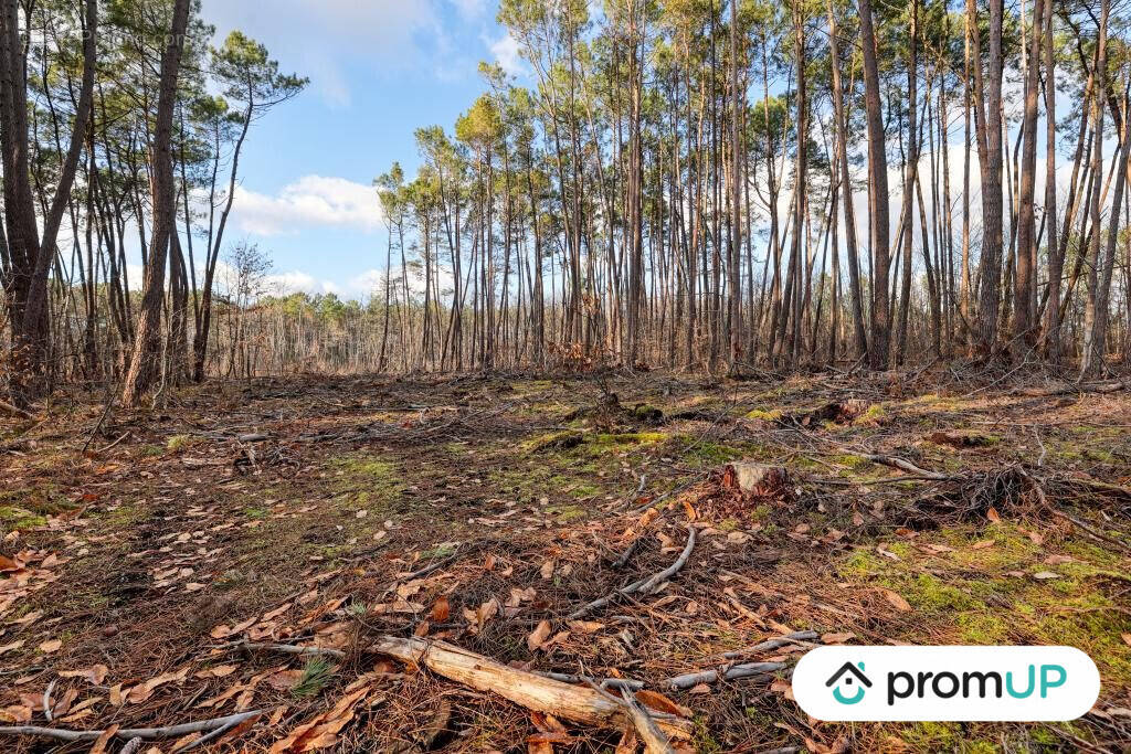 Terrain à VILLEFRANCHE-SUR-CHER