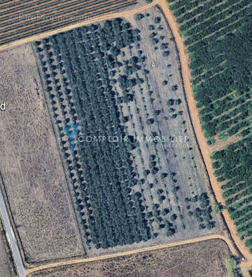 A VENDRE Magnifique oliveraie de production à BEAUVOISIN (GARD) - photo 3