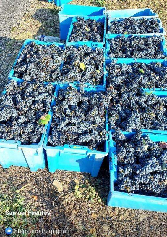 Terrain à BANYULS-SUR-MER