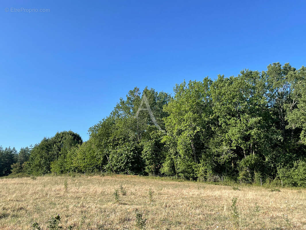 Bois -  Montagnac-sur-Lède - 24 000 m2 - photo 4