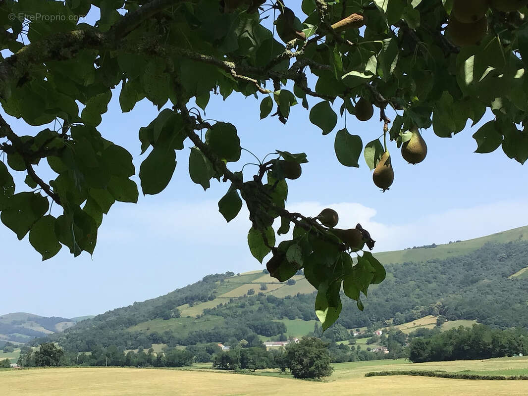 Maison à LARCEVEAU-ARROS-CIBITS