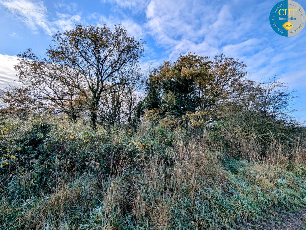 Terrain boisé / parcelle de loisirs   campagne de monteneuf (56380) avec cht immobilier - photo 2