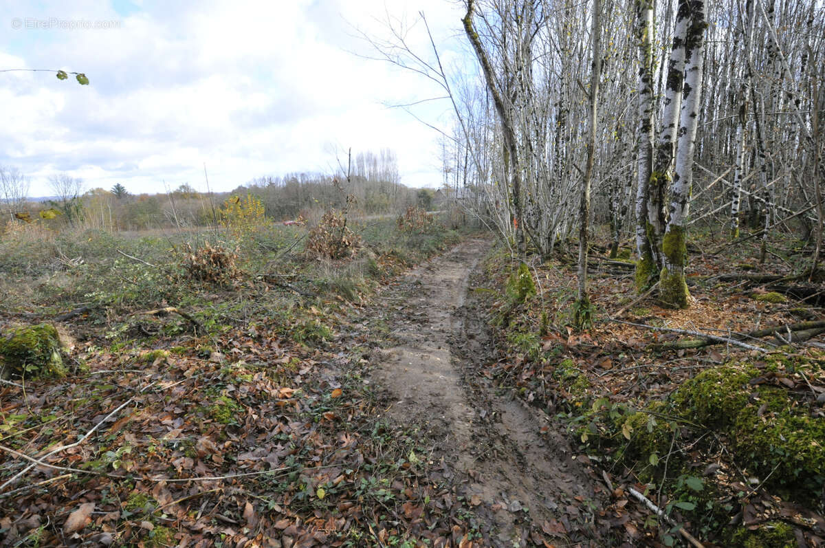 Terrain à VICQ-SUR-BREUILH