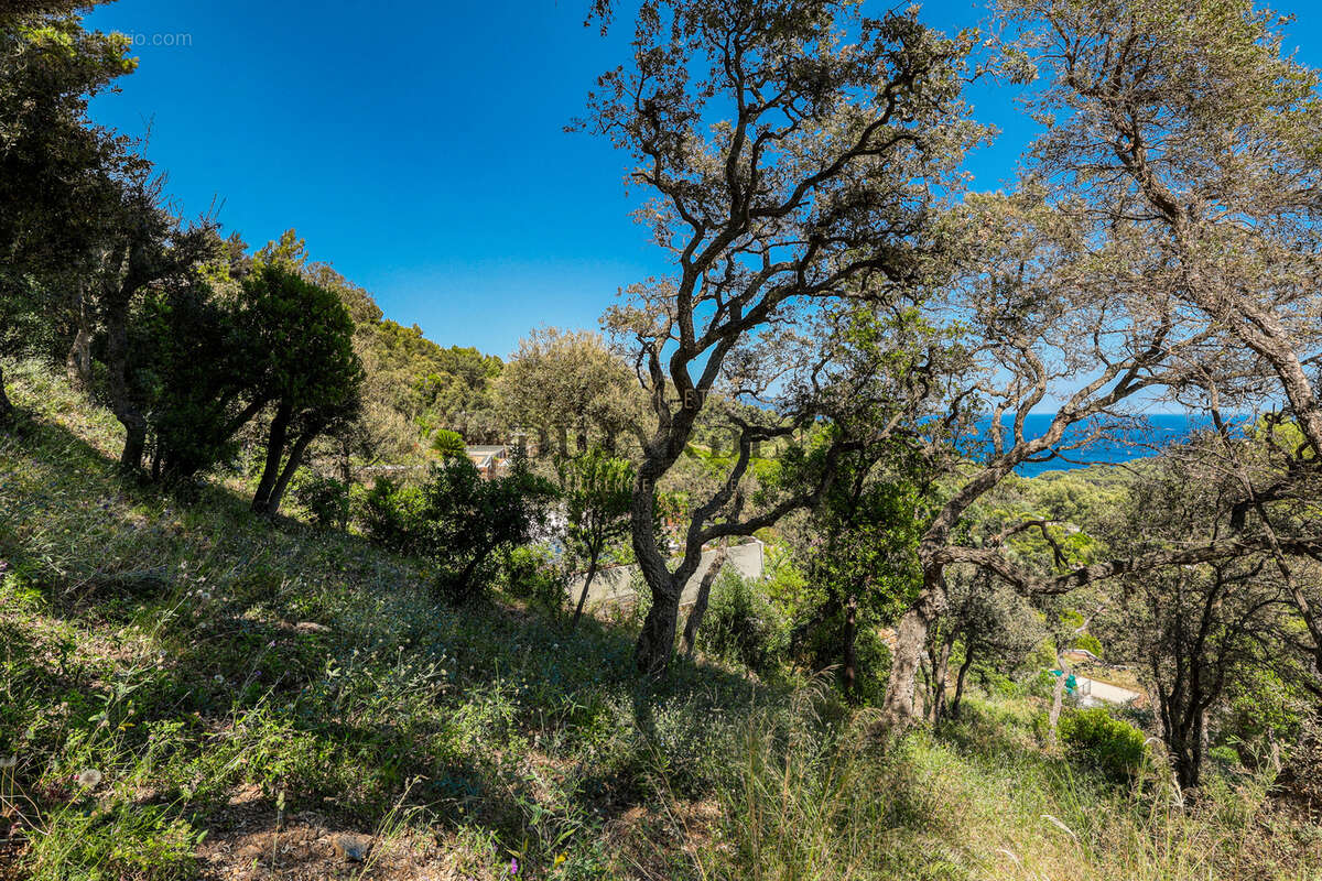 Terrain à BORMES-LES-MIMOSAS