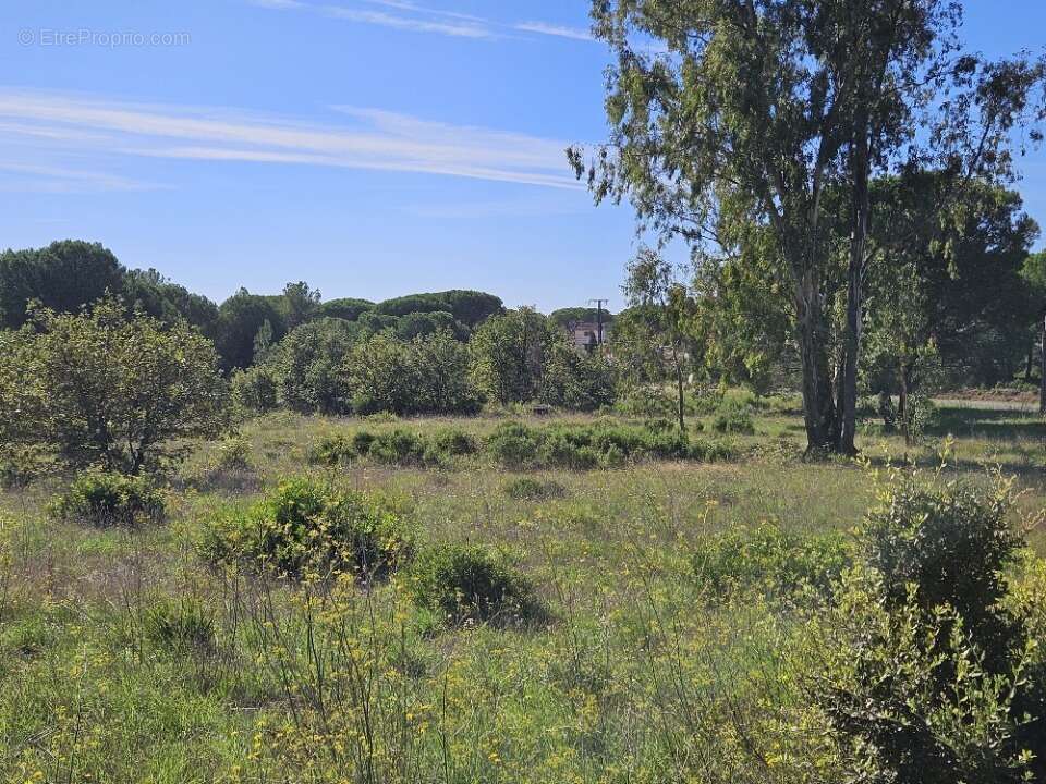 Terrain à PUGET-SUR-ARGENS