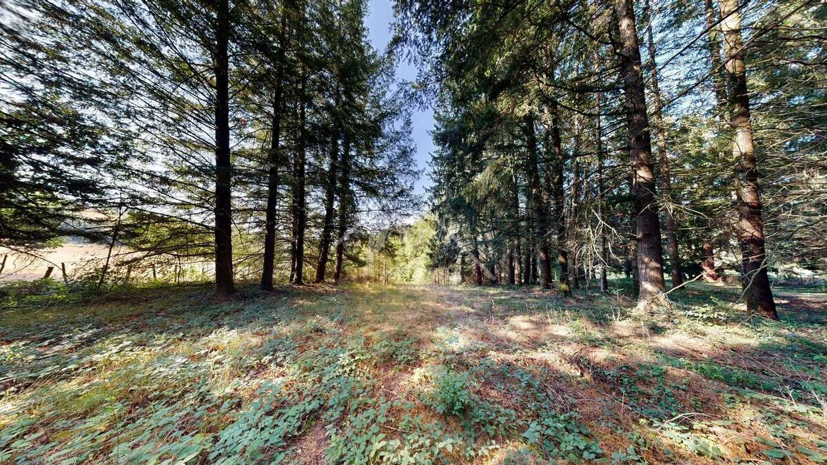 Exclusivite bungalow sur 6000m2 de terrain - photo 5