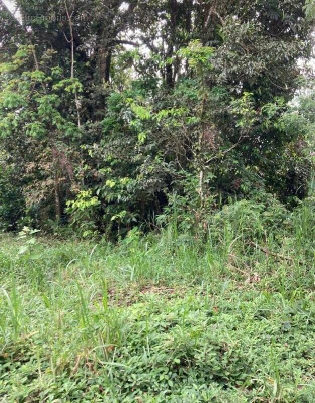 Photo 1 - Terrain à LE LAMENTIN