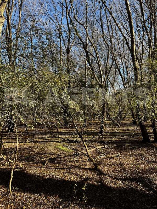 IMG_4971 - Terrain à BRAS