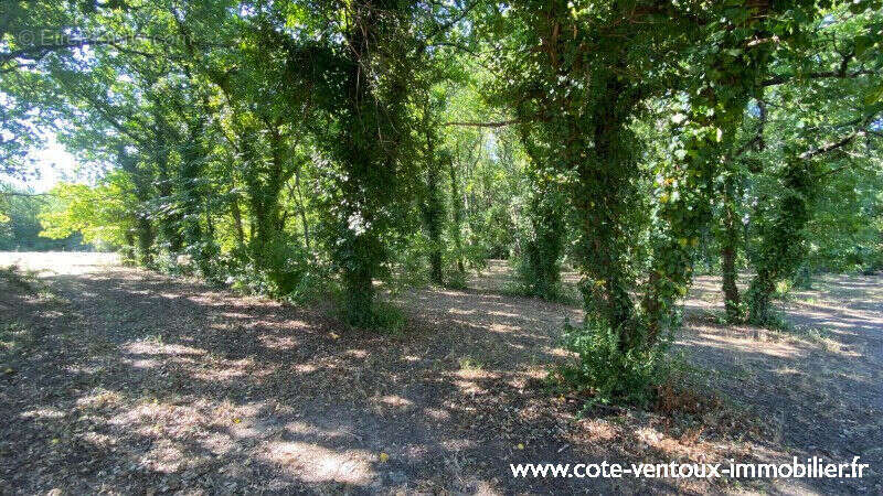 Terrain constructible viabilisé - 1016 m² - photo 4