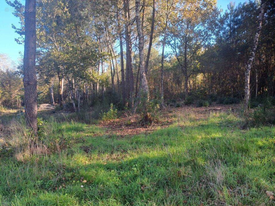 TERRAIN CONSTRUCTIBLE ST SAUVEUR ET FORESTIER  - Terrain à SAINT-SAUVEUR