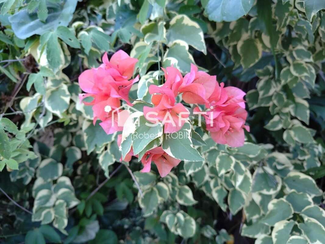 Photo 6 - Maison à MATOURY