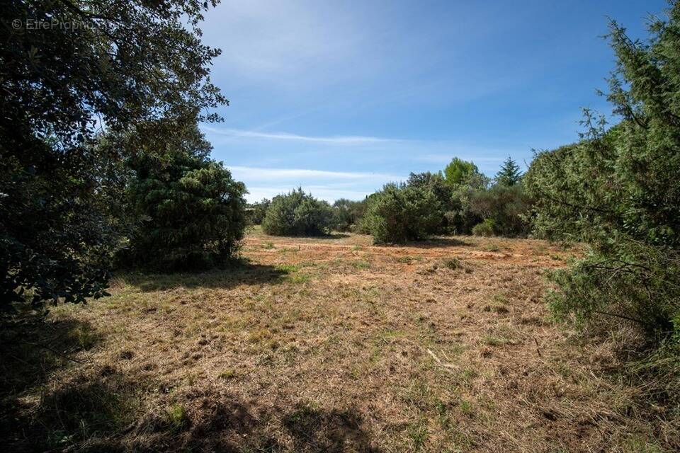 Terrain à SAINT-SIFFRET