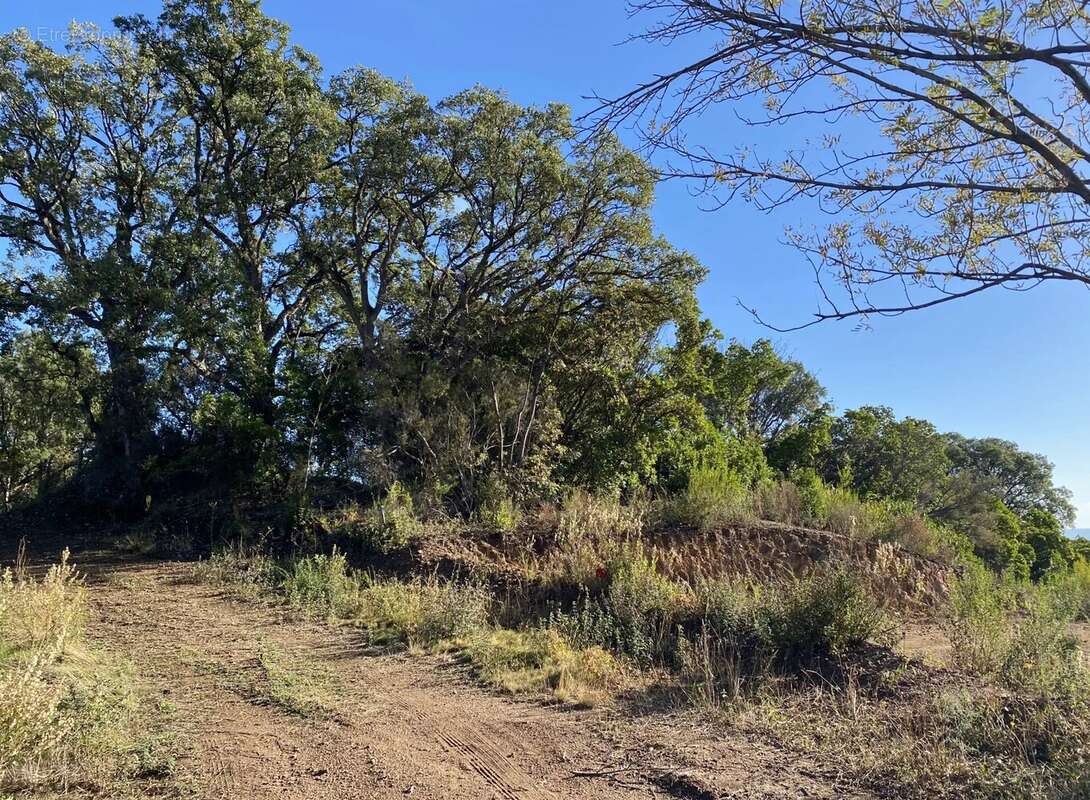 Terrain à PENTA-DI-CASINCA