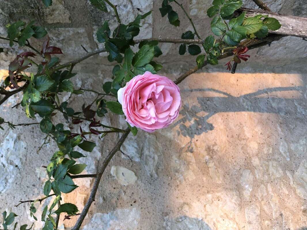 IMG4259 - Maison à AUCH