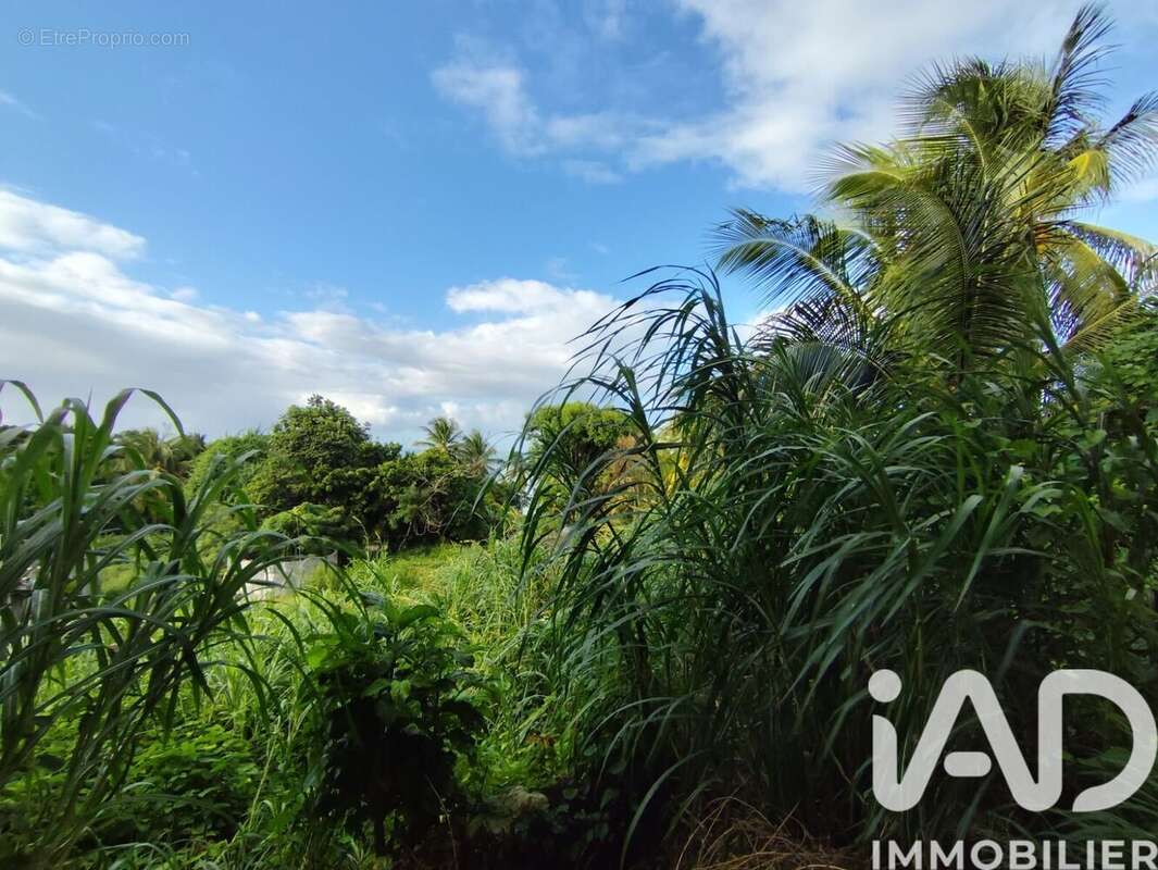 Photo 3 - Terrain à SAINTE-ROSE