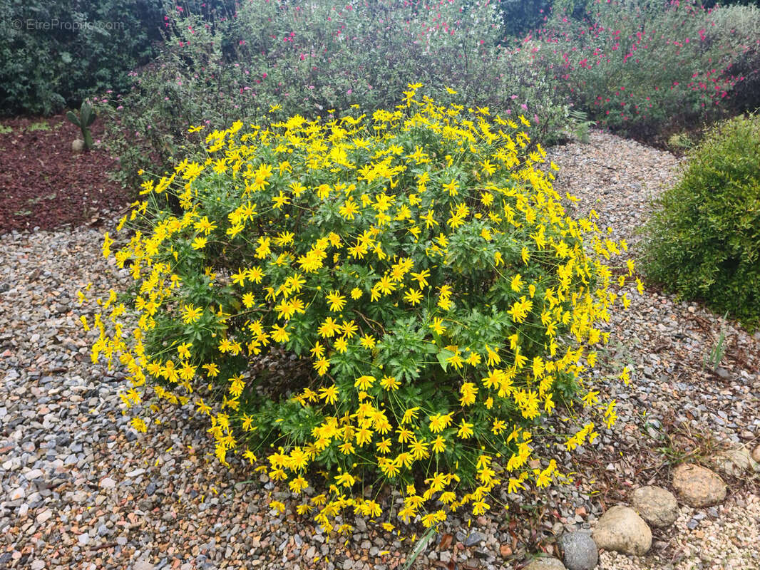 Maison à MAUREILLAS-LAS-ILLAS