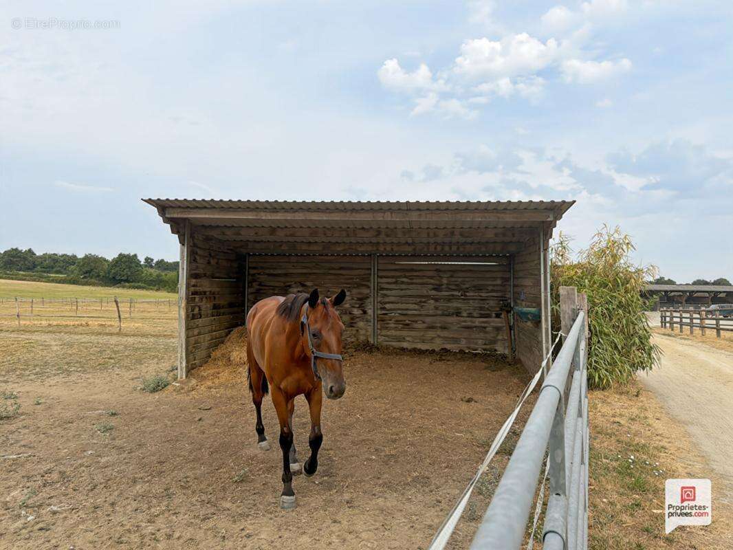 Propriété equestre Erdre En Anjou 7 pièce(s) 169 m2 - photo 9