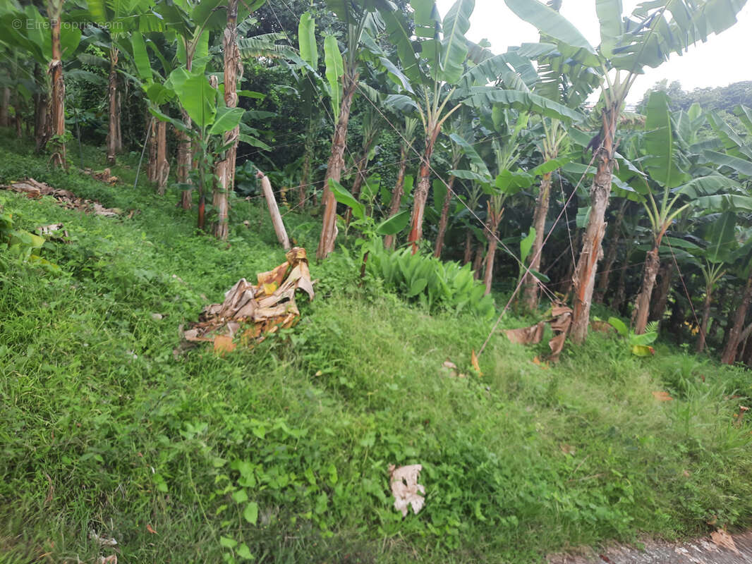 Terrain à LE LORRAIN