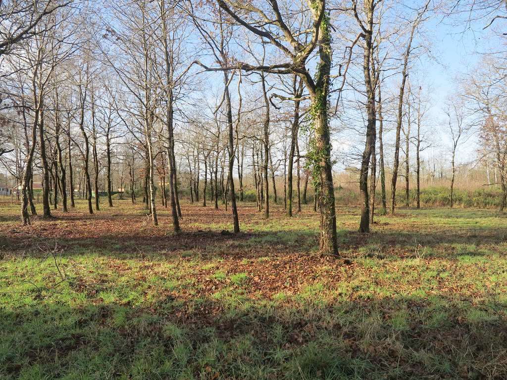 Terrain à SAINT-VIVIEN-DE-MEDOC
