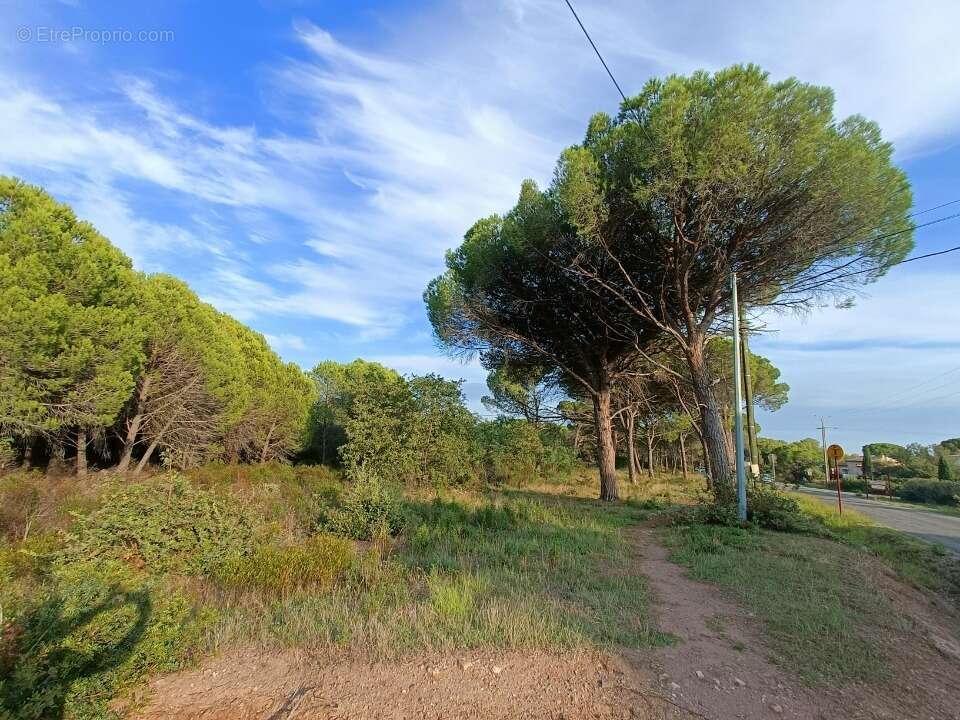 Terrain à PUGET-SUR-ARGENS