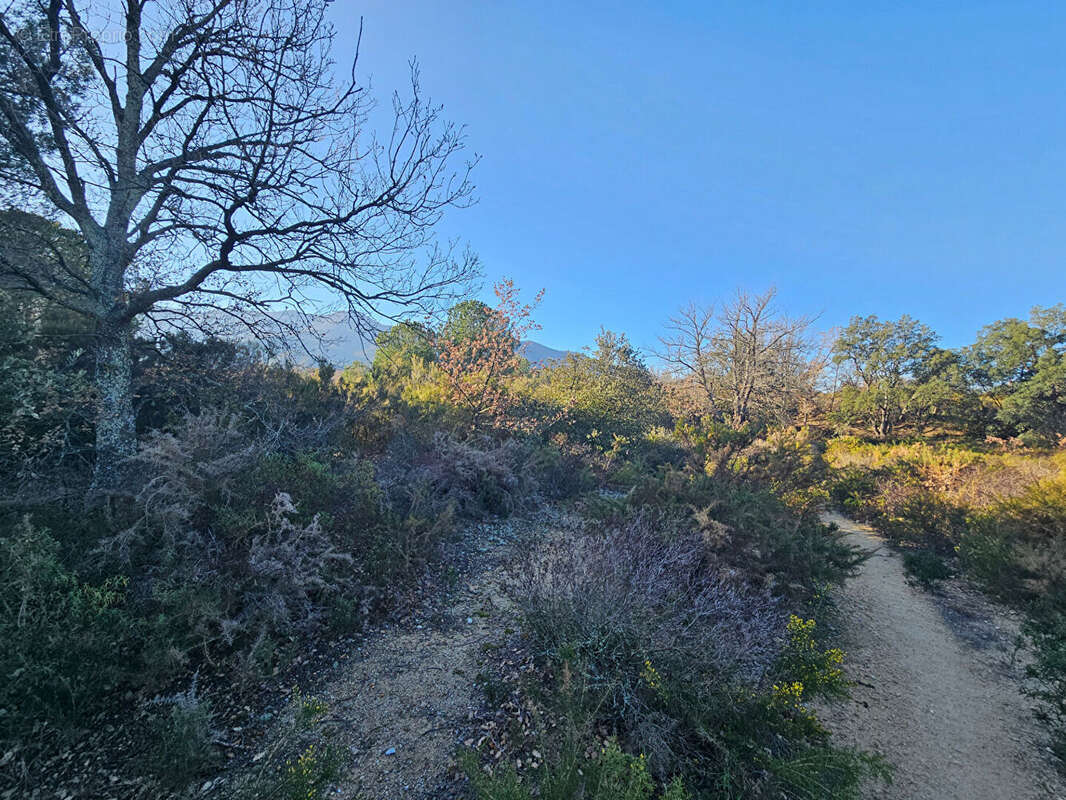 Terrain à VILLELONGUE-DELS-MONTS