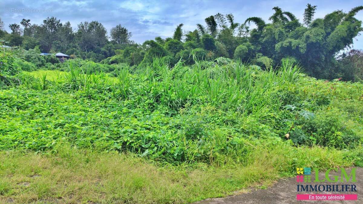 Terrain à LE TAMPON