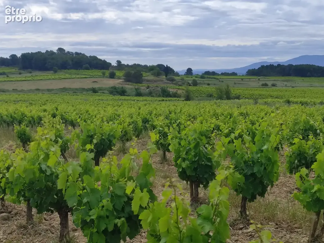 Domaine viticole historique   minervois - photo 8